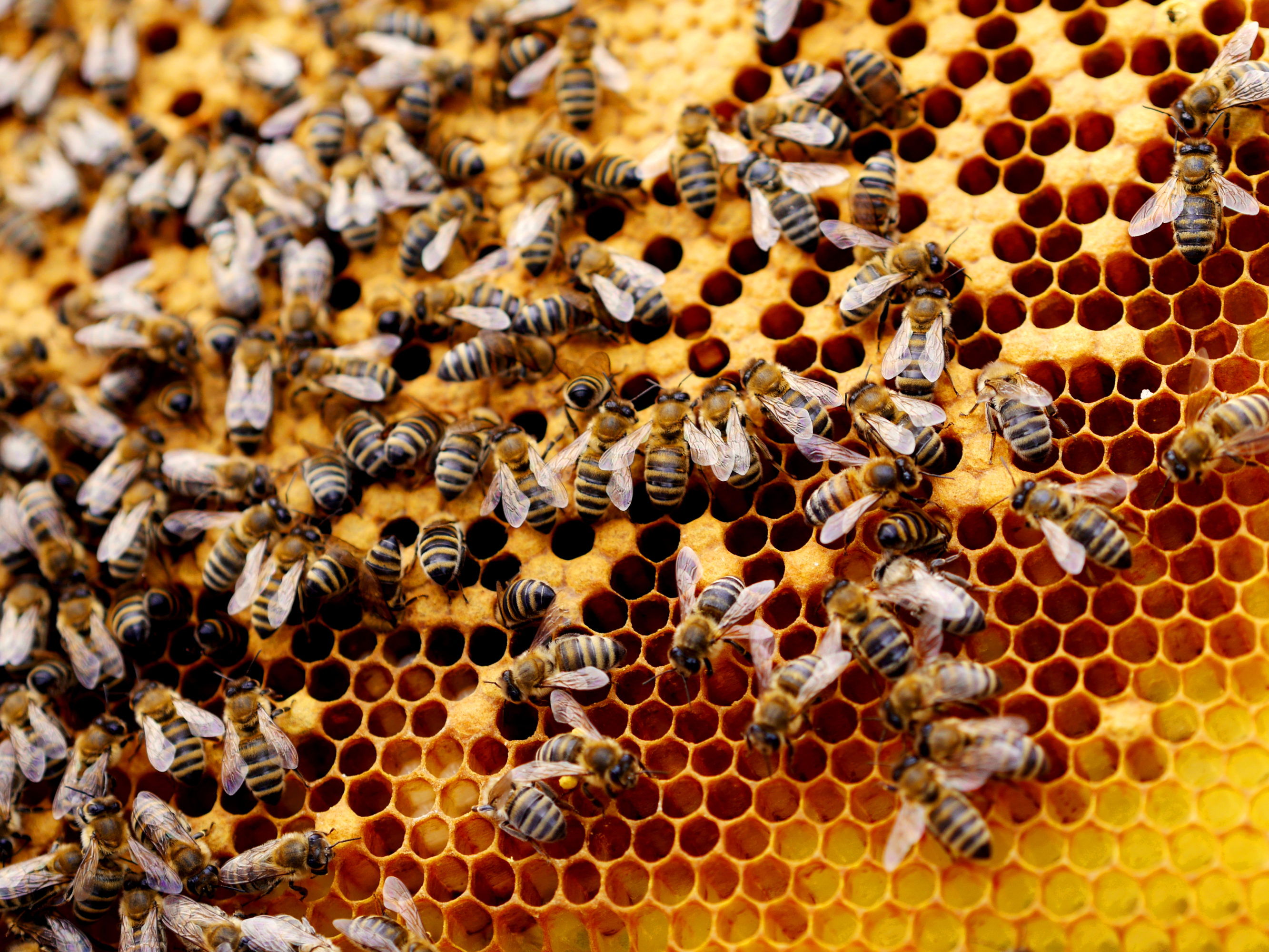 DPA 4060 omni miniatures placed inside a wooden beehive containing more than 10,000 bees